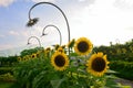 Blooming sunflowers in Changi Airport sunflower garden