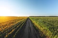 Blooming sunflowers and a cornfield are separated by a dirt road. Large agricultural fields of sunflowers and corn Royalty Free Stock Photo