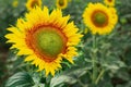 Blooming sunflowers in the field with a blurred background Royalty Free Stock Photo