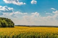 Blooming sunflowers field on a bright cloudy summer day. Agricultural plain landscape. Royalty Free Stock Photo