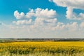 Blooming sunflowers field on a bright sunny summer day Royalty Free Stock Photo