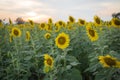 Blooming sunflowers in field at sunset or twilight time background. Royalty Free Stock Photo