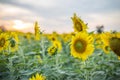 Blooming sunflowers in field at sunset or twilight time background. Royalty Free Stock Photo