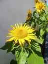 Blooming sunflowers and green leaves under sub light Royalty Free Stock Photo