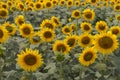 Blooming sunflowers meadow muted colors. Yellow sunflowers with green leaves closeup. Field of sunflowers.