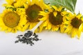 Blooming sunflowers and oily seeds on the white surface Royalty Free Stock Photo