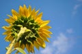 Blooming sunflowers plant flower close up, back side view, cloudy sky background