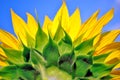 Blooming sunflowers plant flower close up, back side view close up detail, cloudy sky background Royalty Free Stock Photo