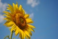 Blooming sunflowers plant flower, cloudy sky background, Ukraine