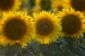 Blooming sunflowers in the summer sunshine. Sunflower natural background, sunflower blooming at the sunset time in Hungary