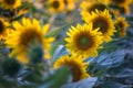 Blooming sunflowers in the summer sunshine. Sunflower natural background, sunflower blooming at the sunset time in Hungary