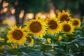 Blooming sunflowers in the summer sunshine. Sunflower natural background, sunflower blooming at the sunset time in Hungary
