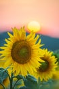 Blooming sunflowers with the Sun in the summer sunshine. Sunflower natural background, sunflower blooming at the sunset time in