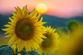 Blooming sunflowers with the Sun in the summer sunshine. Sunflower natural background, sunflower blooming at the sunset time in