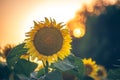 Blooming sunflowers with the Sun in the summer sunshine. Sunflower natural background, sunflower blooming at the sunset time in