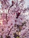 Blooming sunset tree pink cherry blossom in spring