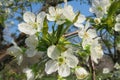 Blooming sweet-cherry tree in the garden, closeup