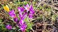 Crocuses Spring flowers Green Nature Royalty Free Stock Photo