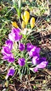 Budding Sweet Crocuses Spring flowers Royalty Free Stock Photo