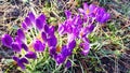 Sweet Spring Flowers Violet Crocuses Blooms Royalty Free Stock Photo