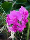 Blooming Sweet Pea (Lathyrus odoratus) Closeup Vibrant Pink and Purple Hues Royalty Free Stock Photo