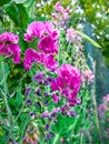 Blooming sweet pea Lathyrus tuberosus with a few withered flowers, on a wire fence in the background - Selective focus Royalty Free Stock Photo