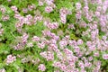 Blooming sweet-scented geranium with lovely blush pink flowers with distinctive purple markings on petals.