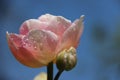 Rain Drops On Pink Tulip Royalty Free Stock Photo