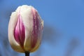 Budding Sweet Tulip With Rain Drops