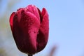 Blossom Sweet Tulip With Rain Drops