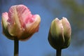 Blooming Sweet Tulip With Drops