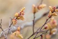 Blooming sweetgale, Myrica gale