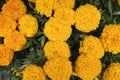 Blooming tagetes flowers top view.