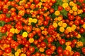 Blooming tagetes or marigold flowers as a background