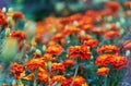 Blooming Tagetes (marigolds) close-up. Beautiful natural background with autumn flowers Royalty Free Stock Photo