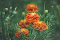 Blooming Tagetes marigolds. Soft blurred natural background