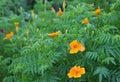 Blooming tagetes tenuifolia plant in the park.