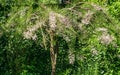 Blooming Tamarix tetrandra or Four Stamen Tamarisk with very fine pink flowers against blurred green. Tree formed by interlacing t