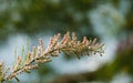 Blooming Tamarix tetrandra or Four Stamen Tamarisk with very fine pink flowers buds. Perfect gentle natural concept for spring