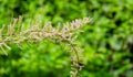 Blooming Tamarix tetrandra or Four Stamen Tamarisk with very fine pink flowers buds. Perfect gentle natural concept for spring