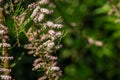 Blooming Tamarix tetrandra or Four Stamen Tamarisk with very fine pink flowers. Perfect gentle natural concept for spring design