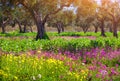 Blooming tangerine garden at Cape Milazzo