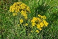 Blooming tansy ragwort (Jacobaea vulgaris, syn. Senecio jacobaea)