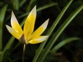 Blooming tardy tulip (or late tulip Tulipa tarda, syn. Tulipa urumiensis