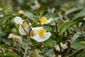 Blooming tea flower in a Taiwanese plantation Royalty Free Stock Photo