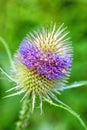 Blooming teasel