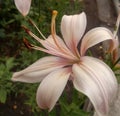 Blooming tender beautiful pink lily