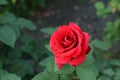 Blooming tender lush beautiful red rose flower close-up on the background of green leaves on a summer day in the garden.