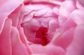 Blooming and tender magenta rose corolla floral with close-up  view and blurry shot for banner web. Royalty Free Stock Photo