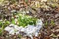 Blooming tender wild snowdrop in snow among last years fallen leaves. Spring concept, seasons, weather Royalty Free Stock Photo